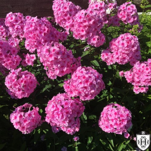 Phlox paniculata 'Eva Cullum' - Aed-leeklill 'Eva Cullum' P9/0,55L